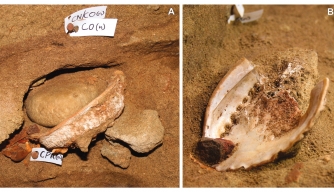 A researcher displays red ochre residue found inside an abalone shell in Blombos Cave. (Credit: Grethe Moell Pedersen)