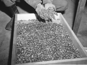 nazi germany, world war