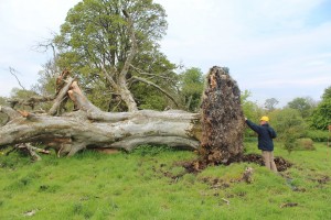 Excavating bones from tree roots. (Credit: Marion Dowd)