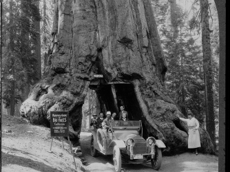 Driving through the Wawona Tree, Mariposa Grove.