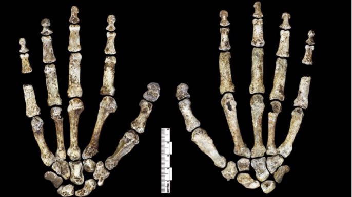 H. naledi's hands, with with curved fingers. (Credit: Robert Clark/National Geographic, Lee Berger/University of the Witwatersrand)