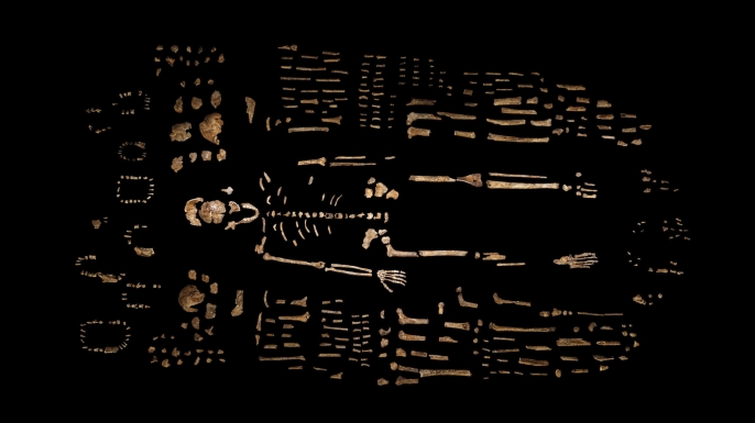 Composite skeleton of Homo naledi, surrounded by fossil fragments. (Credit: Robert Clark/National Geographic, Lee Berger/University of the Witwatersrand)