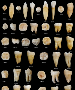 Human lower teeth found from the Fuyan Cave, Daoxian. (Credit: S. Xing)