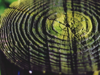 Cross section of tree trunk. (Credit: Dustin Diaz/EyeEm/Getty Images)