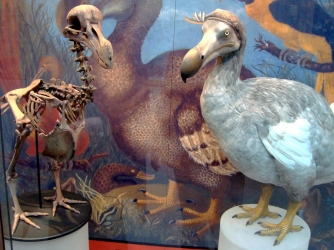 Skeleton cast and model of dodo at the Oxford University Museum of Natural History, based on modern research. (Credit: Oxford University Museum of Natural History)