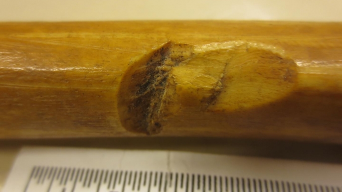 n bone believed to belong to Erik IX. (Credit: Anna Kjellström)