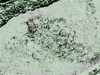 Satellite image of Point Rosee (Credit: DigitalGlobe)