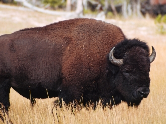Yellowstone Bison. (Credit: Universal Education/Getty Images)