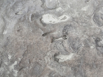 Homo Erectus footprints. (Sapienza University)
