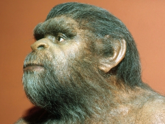 A model of Peking man (Homo erectus pekinensis), who lived from 1-2 million years ago. (Credit: TOM MCHUGH/Getty Images)