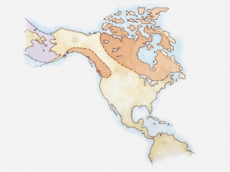 Illustration of North America and Greenland with areas covered in ice highlighted in red, land bridge in purple, c. 15,000 years ago. (Credit: Dorling Kindersley / Getty Images)