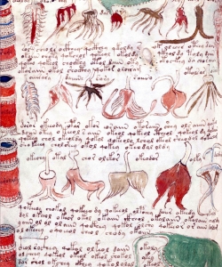A page from the Voynich Manuscript.