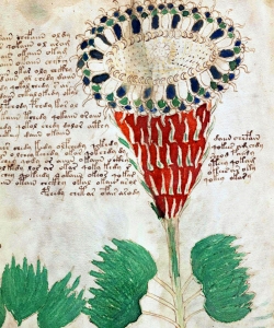 A page from the Voynich Manuscript.