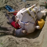 Paleontologists prepare to remove the T. rex skull from the dig site in northern Montana. (