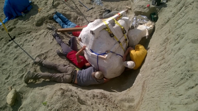 Paleontologists prepare to remove the T. rex skull from the dig site in northern Montana. (