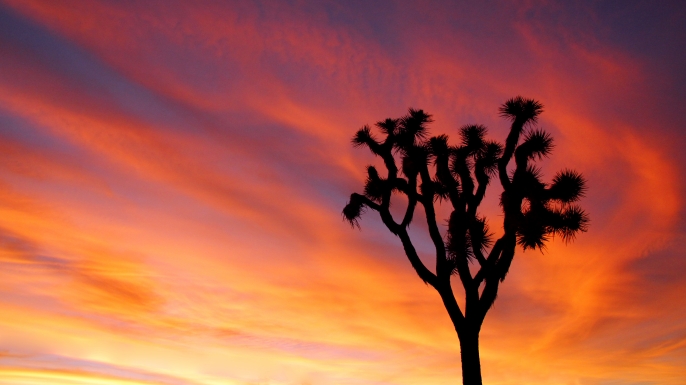Joshua Tree at sunset.
