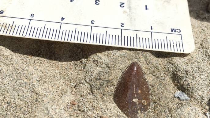 One of the T. rex's teeth discovered at the site.