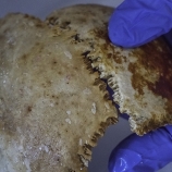 Excavations in 2016 at the Antikythera Shipwreck produced a nearly intact skull, including the cranial parietal bones. (Credit: Brett Seymour / EUA/WHOI/ARGO)