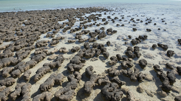 Stromatolites underwater at Shark Bay, Western Australia.