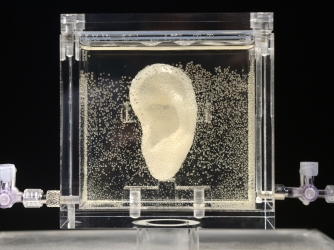 A replica of Vincent van Gogh's famously severed ear, created by artist Diemut Strebe, on display in Germany.