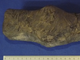 Long leg fragment. (Credit: Museo Egizio Turin Suppl)