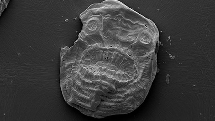 Microfossil found in China. (Credit: Jian Han)