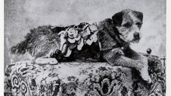 Owney with some of his dog tags. (Credit: Public Domain)