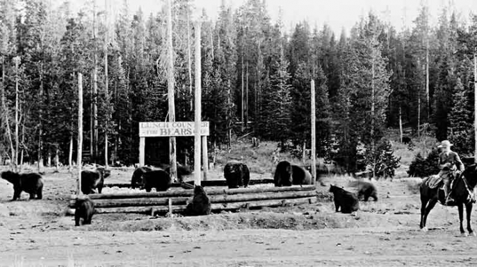 In the early days of National Park Service management in Yellowstone, bears would be fed at at garbage dumps. (Credit: National Park Service)