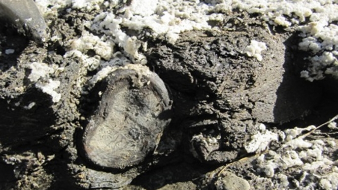 The exposed neck vertebra of the elasmosaur awaits excavation. The paleontology team followed a trail of articulated neck vertebrae into the hill and found a complete skull attached. (Credit: Pat Druckenmiller)