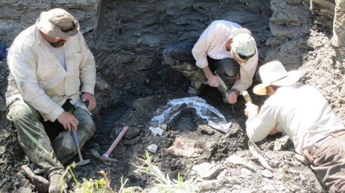 UA Museum of the North paleontologist Patrick Druckenmiller (center) excavates the skull and neck of the new elasmosaur with the assistance of some of the U.S. Fish and Wildlife Service employees who dedicated their time to the project. (Credit: Beverly Skinner)