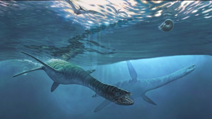The newly named short-necked elasmosaur, Nakonanectes bradti, swims through an ancient sea in this artist's reconstruction. (Credit: Illustration by James Havens, @alaskapaleoproject)