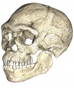 A composite reconstruction of the earliest known Homo sapiens fossils from Jebel Irhoud (Morocco) based on micro computed tomographic scans of multiple original fossils. (Credit: Philipp Gunz, MPI EVA Leipzig, License: CC-BY-SA 2.0).