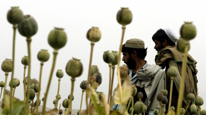 Afghan farmers work in a poppy field near the Kabul/Jalalabad road April 19, 2004.
