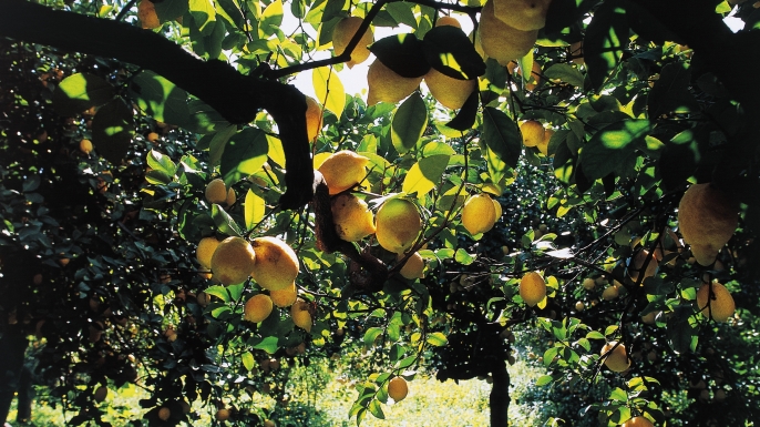 Citrus fruit crops in Sicily, Italy. (Credit: DeAgostini/Getty Images)