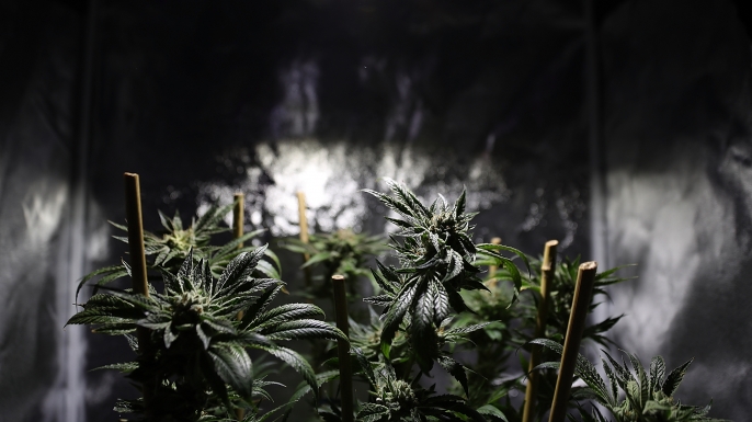 A marijuana plant is displayed during the 2016 Cannabis Business Summit & Expo in Oakland, California where policy makers and innovators gathered for the three-day long expo. (Credit: Justin Sullivan/Getty Images)