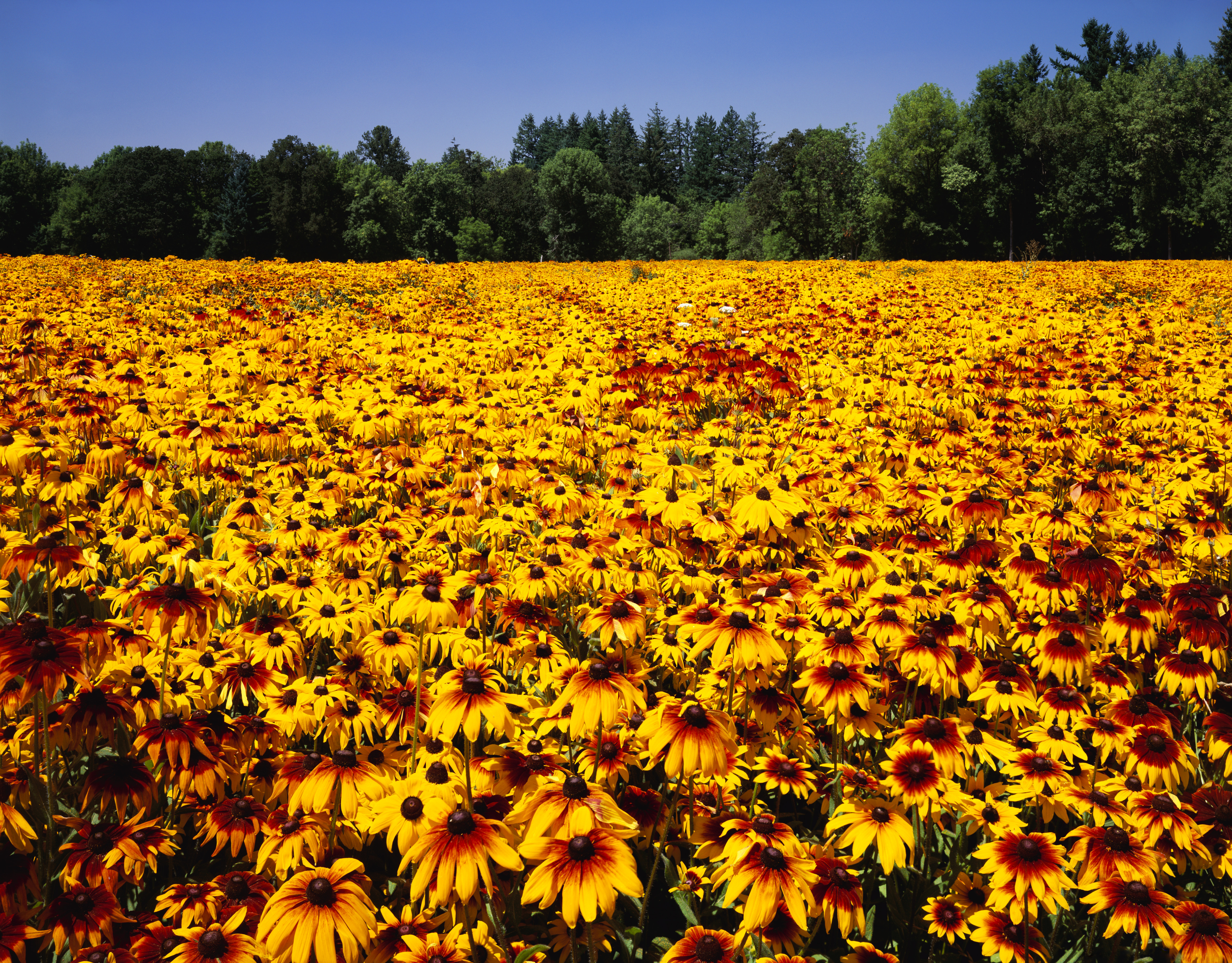 Meadow Filled With Black Eyed Susans Maryland Pictures State Flower Maryland The Black Eyed Susan