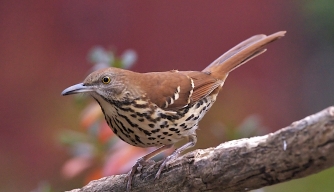 brown-thrasher - Georgia Pictures - Georgia - HISTORY.com
