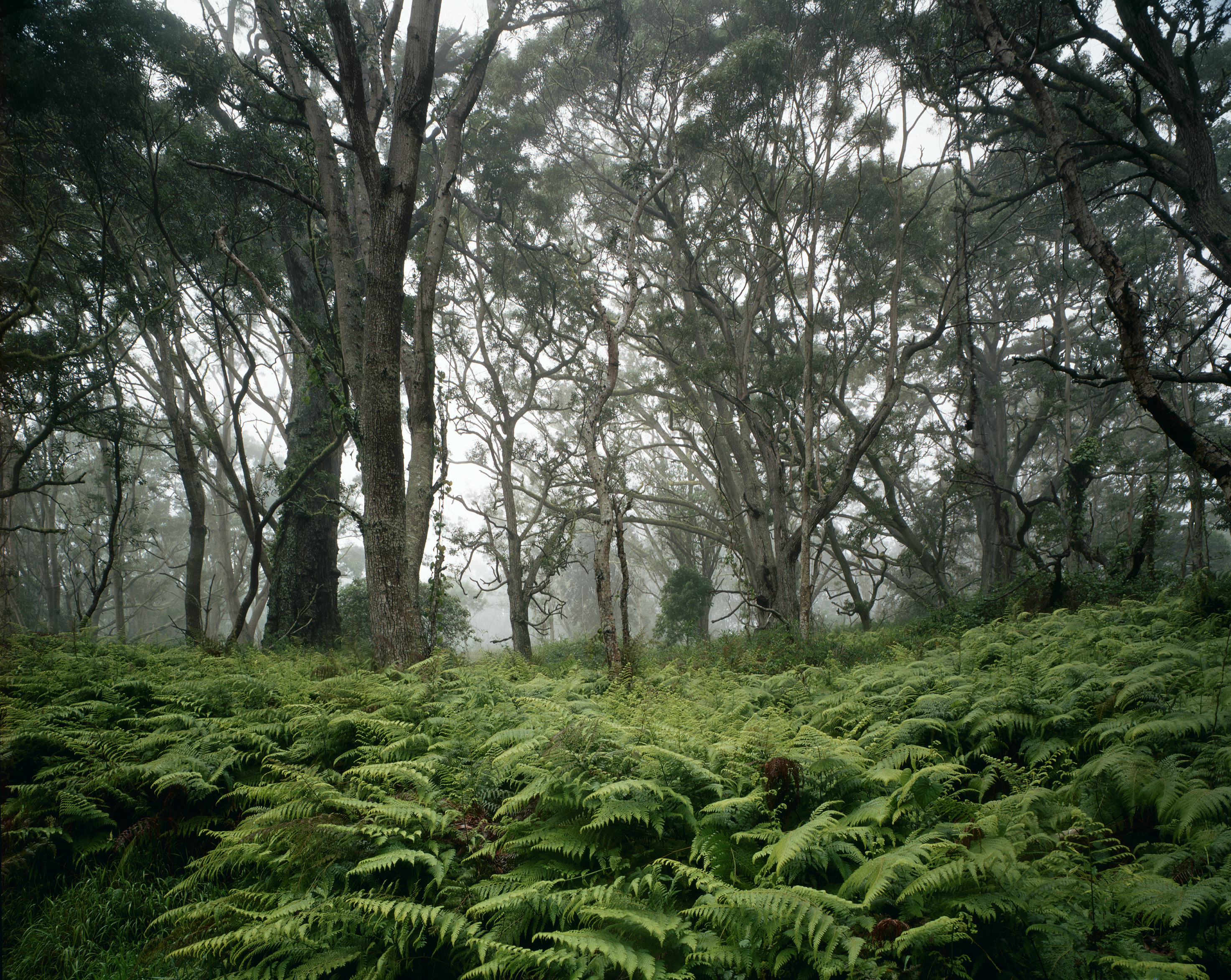 koatreesandpalaipalaiferns Hawaii Pictures Hawaii