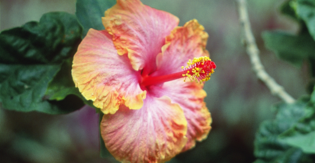 dolepineappleplantation Hawaii Pictures Hawaii