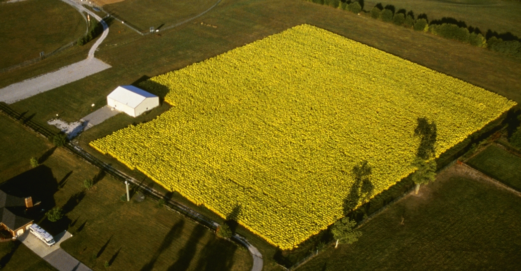 aerialviewoftobaccofieldinkentucky Kentucky Pictures Kentucky