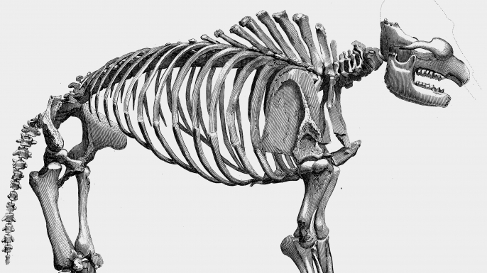 Skeleton of giant mastodon excavated by Charles Willson Peale (Credit: Ann Ronan Pictures/Print Collector/Getty Images)