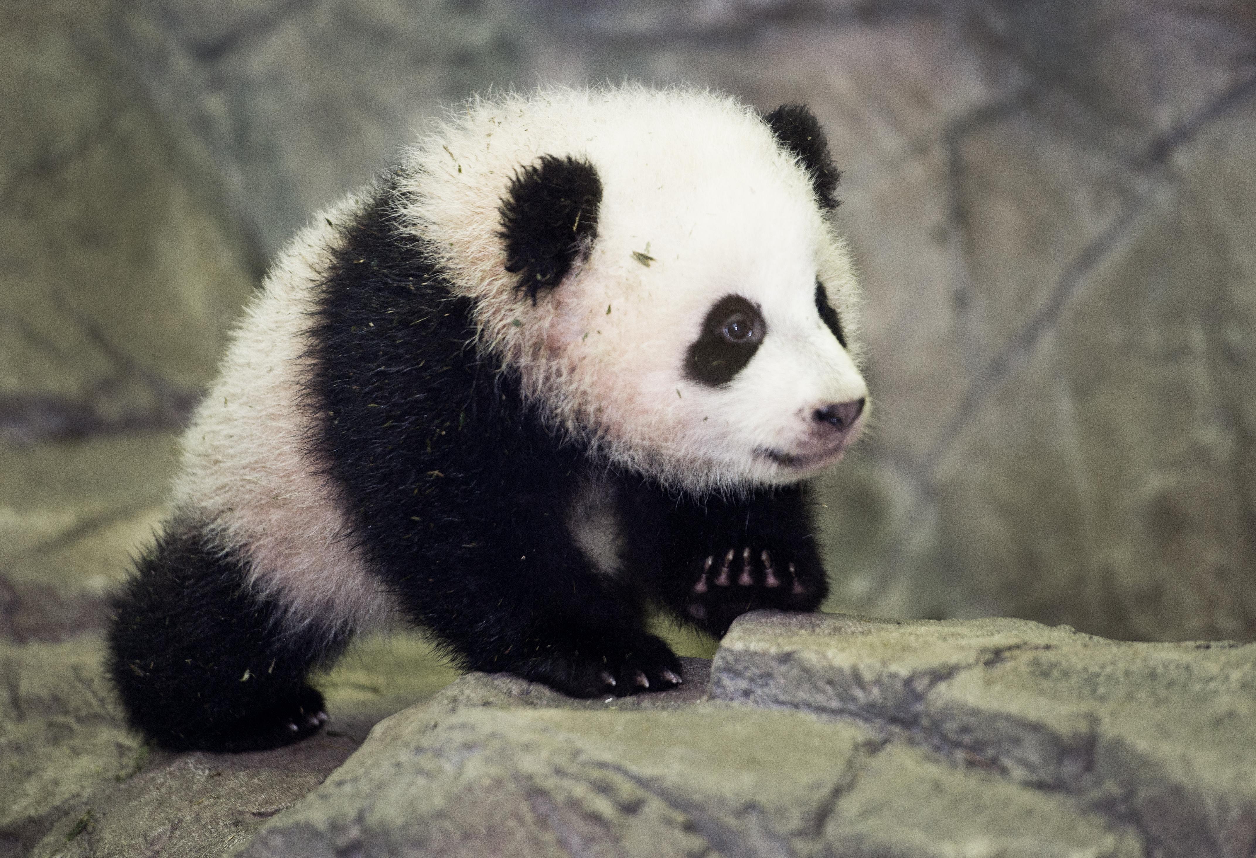 Panda Diplomacy The World s Cutest Ambassadors History In The Headlines