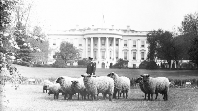white house sheep