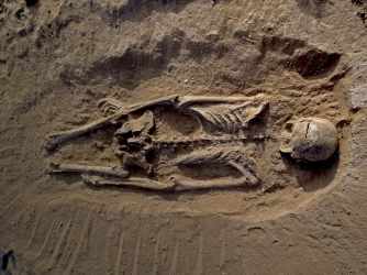 Skeleton of man lying prone in lagoon sediments with multiple lesions to skull. (Credit: Marta Mirazón Lahr)