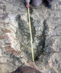 Paleontologist Sebastian Apesteguia measures a newly discovered dinosaur footprint in Bolivia. (Credit: Grover Marquina)
