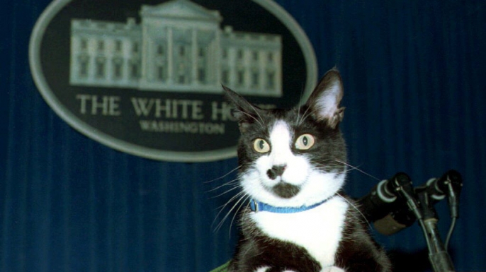 Socks, the White House cat, sits atop the podium in the White House press briefing room 19 March 1994. (Credit: JENNIFER YOUNG/AFP/Getty Images)