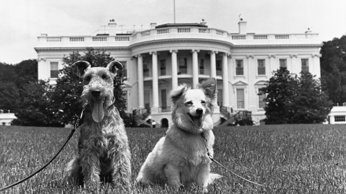 The Kennedy family dogs Charlie and Pushinka, at the White House. (Credit: CORBIS/Getty Images)