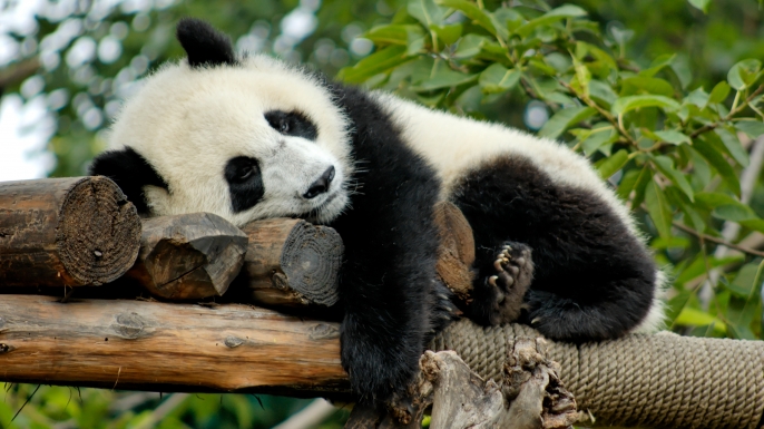Giant Panda is resting on a platform made of trees in Chengdu, China. (Credit: VanWyckExpress/Getty Images)