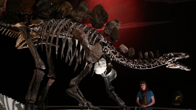 The world's most complete Stegosaurus fossil on display at London's Natural History Museum. (