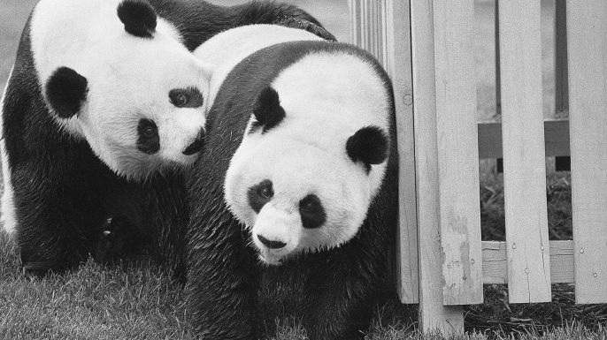 Giant pandas Hsing-Hsing (left) and Ling-Ling frolic at the National Zoological Park near Washington, DC. (Credit: Bettmann/Getty Images)